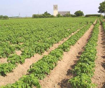 Agricoltura: lo sprint dell’assessorato
