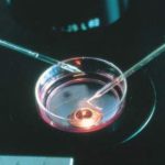 Procreazione assistita, legge 40 alla resa dei conti