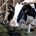 Zootecnia, serve la chianina di Sicilia