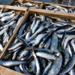 Progetto per incentivare i ragazzi al consumo del pesce azzurro