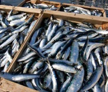 Progetto per incentivare i ragazzi al consumo del pesce azzurro Progetto per incentivare i ragazzi al consumo del pesce azzurro
