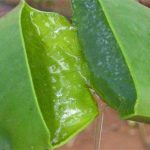 Le tante proprietà dell’aloe vera contro scottature ed inestetismi