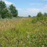 Terreni incolti, tesoro nascosto