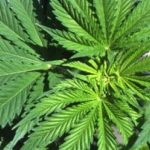 Cannabis terapeutica, la Sicilia si adegua?
