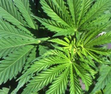 Cannabis terapeutica, la Sicilia si adegua? Cannabis terapeutica, la Sicilia si adegua?