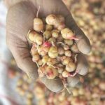 Fattorie sociali, una risorsa per l’Isola se ben sfruttate