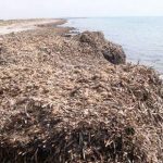 Prima erano rifiuti, ora risorsa: dalle Egadi una lezione green