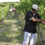 In Sicilia la grande bellezza del vino italiano