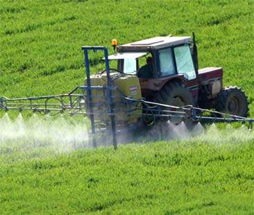 Mais transgenico, all’Ars una mozione contro la coltivazione