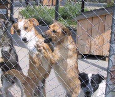 Solarino, Tares giù fino a 450 euro per chi adotta un cane