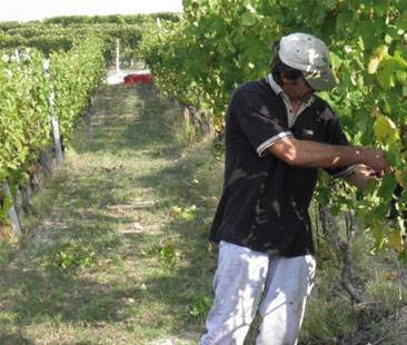 Produttori di vino contro Crocetta: ascolta solo Confindustria