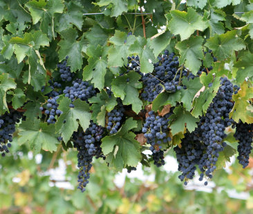 Palermo – Estate a secco per gli agricoltori adesso il settore teme il collasso