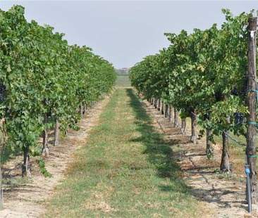 Vitivinicoltura in ginocchio, Regione siciliana assente