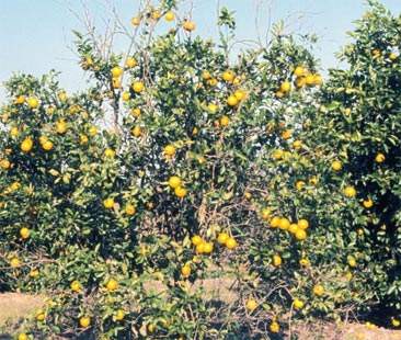 Tristeza virus, si attende la liquidità di cassa