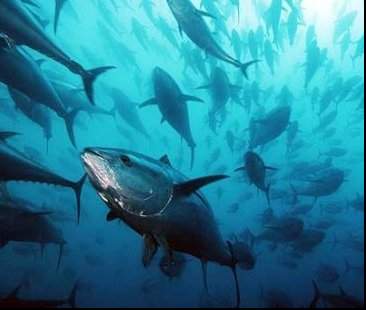 Tonno rosso, da lunedì il mese di pesca autorizzata