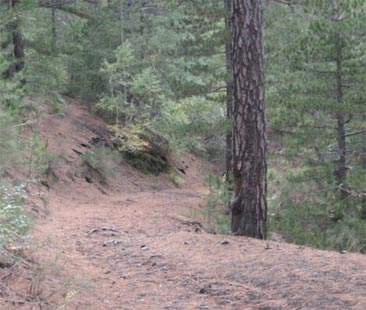 Boschi siciliani in crescita ma non c’è la messa a reddito