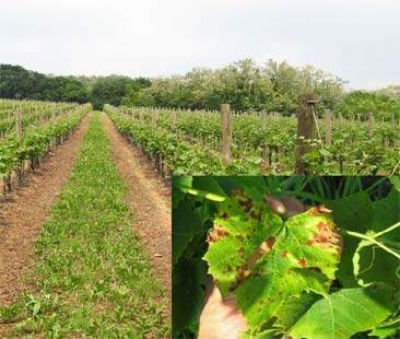 Paura peronospora: Sicilia, vitigni a rischio