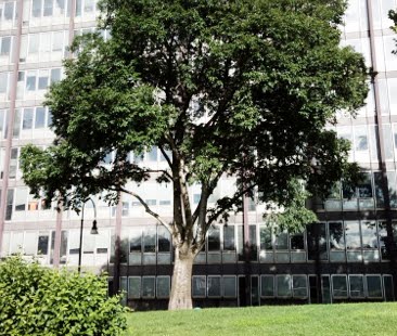 Catania – Alberi donati dai catanesi grazie a un “Piano verde”