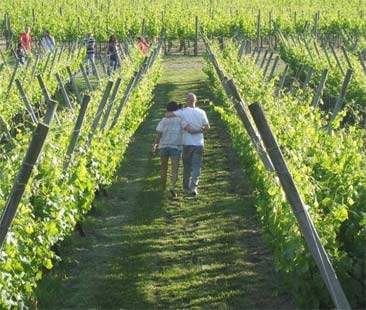 La Sicilia entra nella top five europea delle preferenze dei turisti del vino