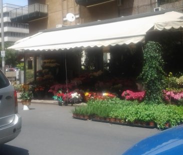 Palermo – Una città colorata da piante e fiori. Peccato siano in mezzo alla strada