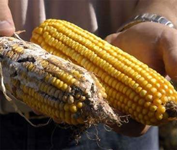 Dal 24 giugno la coltivazione di Ogm è un reato perseguibile penalmente