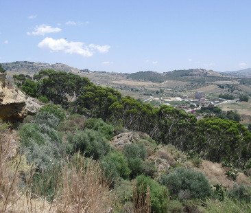 Valorizzazione dei boschi: parole al vento. Si pensa soltanto a mantenere i forestali