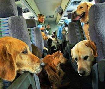 Dall’assistenza al trasporto animali, tutte le istruzioni per viaggiare in Ue Dall’assistenza al trasporto animali, tutte le istruzioni per viaggiare in Ue