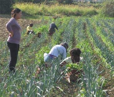 Industria addio la Sicilia riparta da agricoltura e turismo