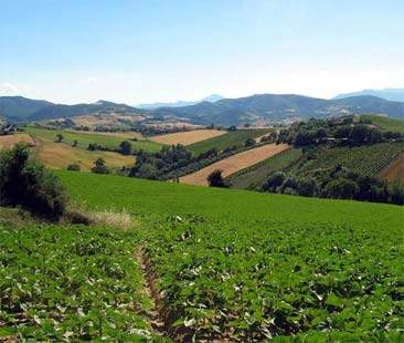 Decreto Terrevive: 5.500 ettari di terreni agricoli pubblici in vendita a settembre