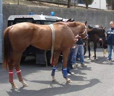 La “Cupola del bestiame” siciliana, tra corse e macellazioni illegali