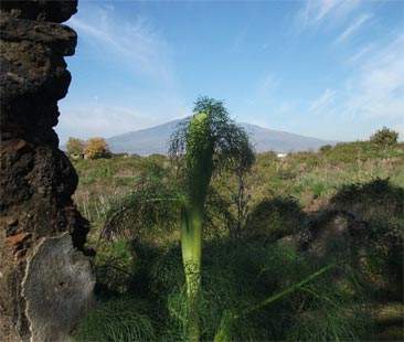 Catania – Riserva Immacolatelle: 70 ettari violentati da rifiuti e fondi incerti