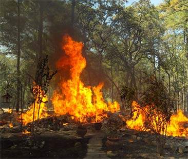 Legno bruciato, ma non a reddito