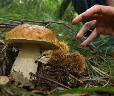 Al via la stagione dei funghi, come riconoscerli e raccoglierli