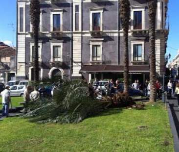 Catania – Muore schiacciata da una palma. Tragedia in piazza Cutelli