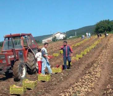 Nel deserto economico siciliano più agricoltura che industria