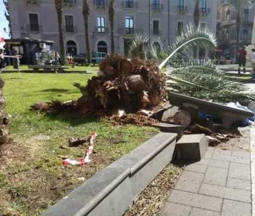 Catania – Non solo le palme: tutti gli alberi possono essere instabili e insicuri