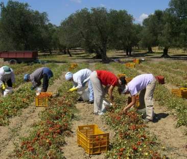 Ragusa – Braccianti rumene e violenze nei campi, il servizio Rai senza dati ma sul “si dice” Ragusa – Braccianti rumene e violenze nei campi, il servizio Rai senza dati ma sul “si dice”