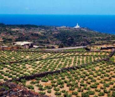 La vite di Pantelleria patrimonio Unesco