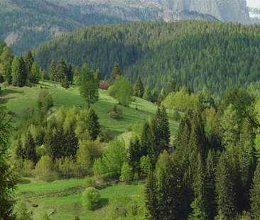 Ddl definizione di bosco bloccato eppure mette fine al disordine Ddl definizione di bosco bloccato eppure mette fine al disordine