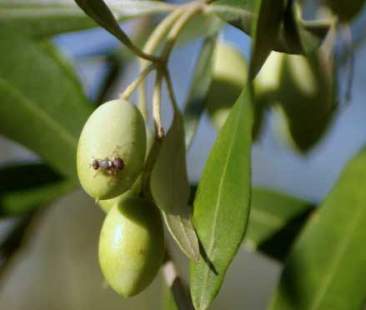 Sos mosca olearia a Catania. L’Oro giallo è sotto attacco
