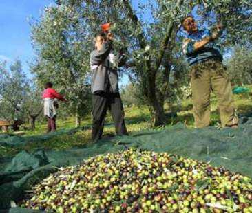 Olio d’oliva, 140.000 aziende piegate dalla crisi