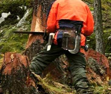 Prelievo legno bosco Val Dittaino, se ne discute in III Commissione