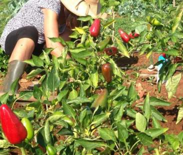 In Sicilia un’agricoltura di serie D