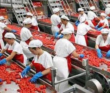 Piano triennale controlli sulla presenza di Ogm in Sicilia