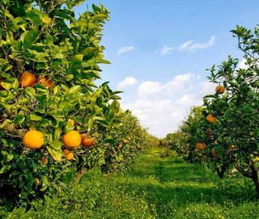 Citrus Tristeza virus: entro aprile il pagamento degli indennizzi