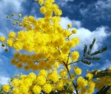 Oltre le mimose: uguaglianza politica delle donne lontana Oltre le mimose: uguaglianza politica delle donne lontana