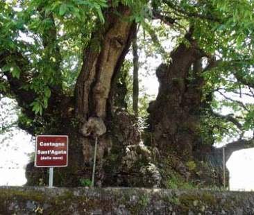 Alberi monumentali, viaggio tra le 742 bellezze siciliane