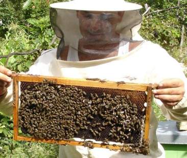 L’apicoltura siciliana in stato d’allerta