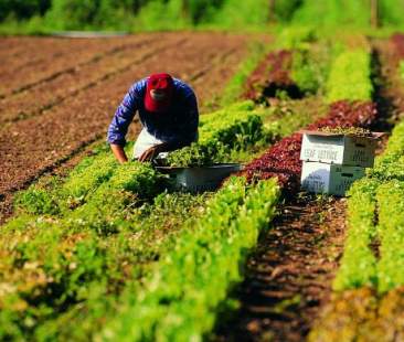 Pac: ci sono le misure ma nessun bando Pac: ci sono le misure ma nessun bando