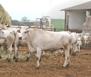 Palermo – Servizio veterinario dell’Asp: Paolo Giambruno risponde alle accuse